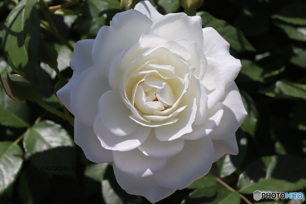 真っ白な薔薇