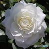 真っ白な薔薇