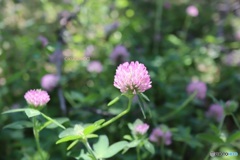 小さな草地で