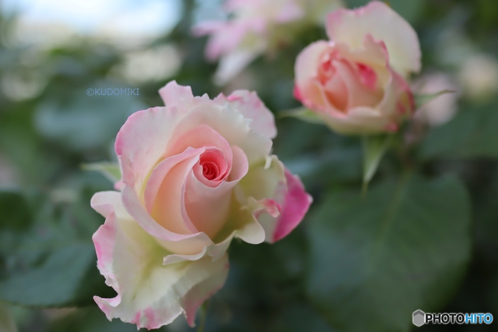 薔薇