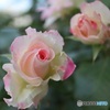 薔薇
