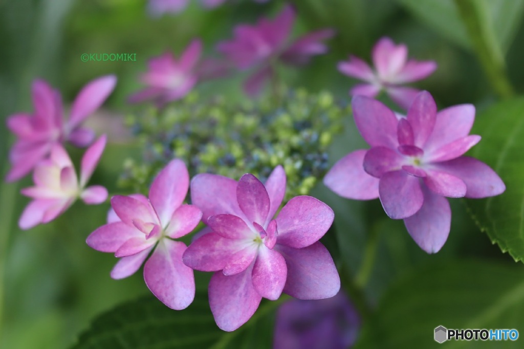 額紫陽花
