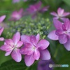 額紫陽花