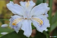 シャガの花