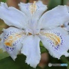 シャガの花