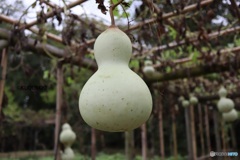 公園で見つけた