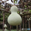 公園で見つけた