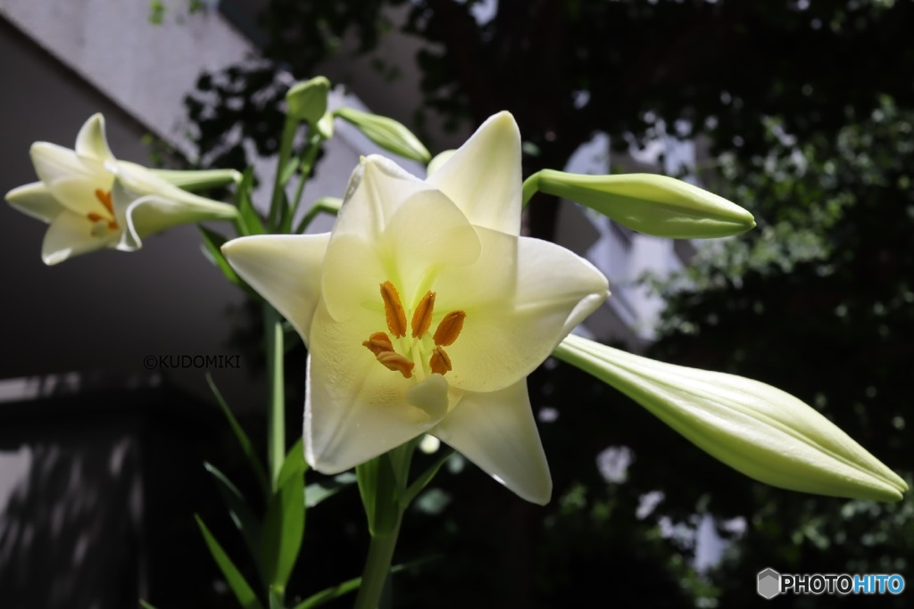 咲いて間もないユリの花