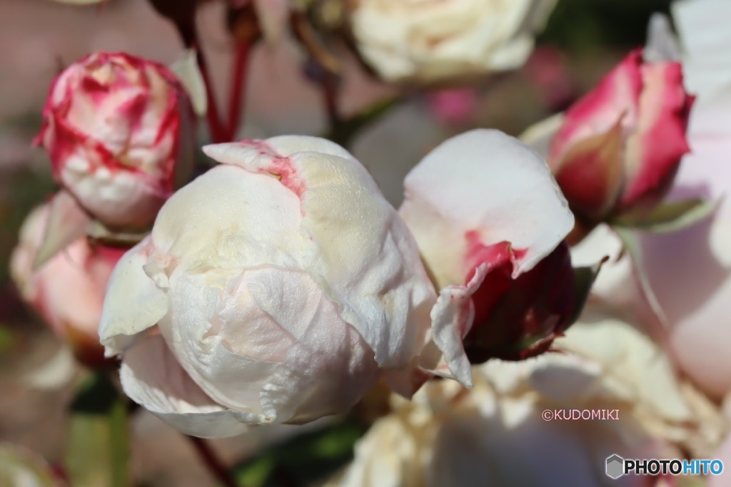 薔薇のつぼみ