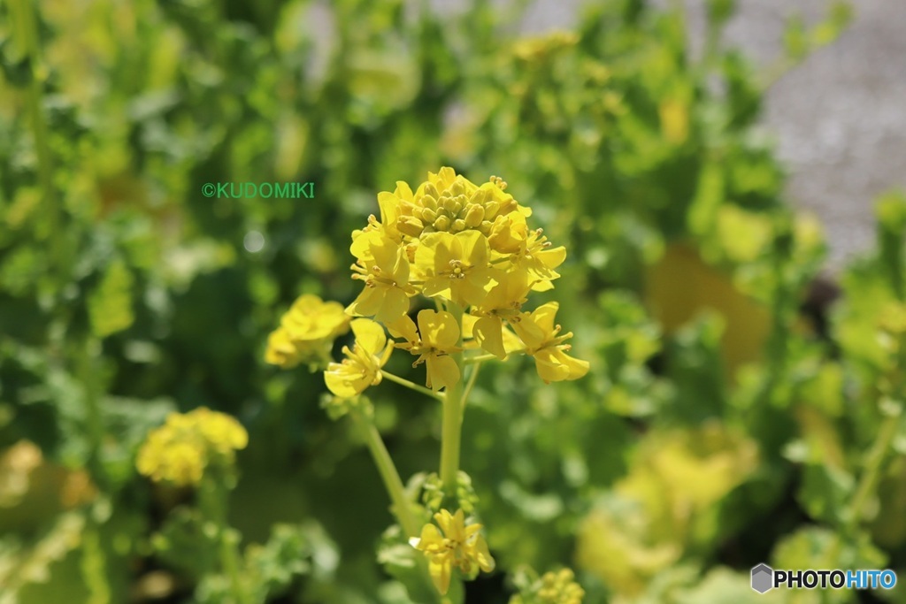 まぶしい菜の花