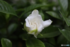 ほころぶ蕾
