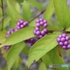 小紫