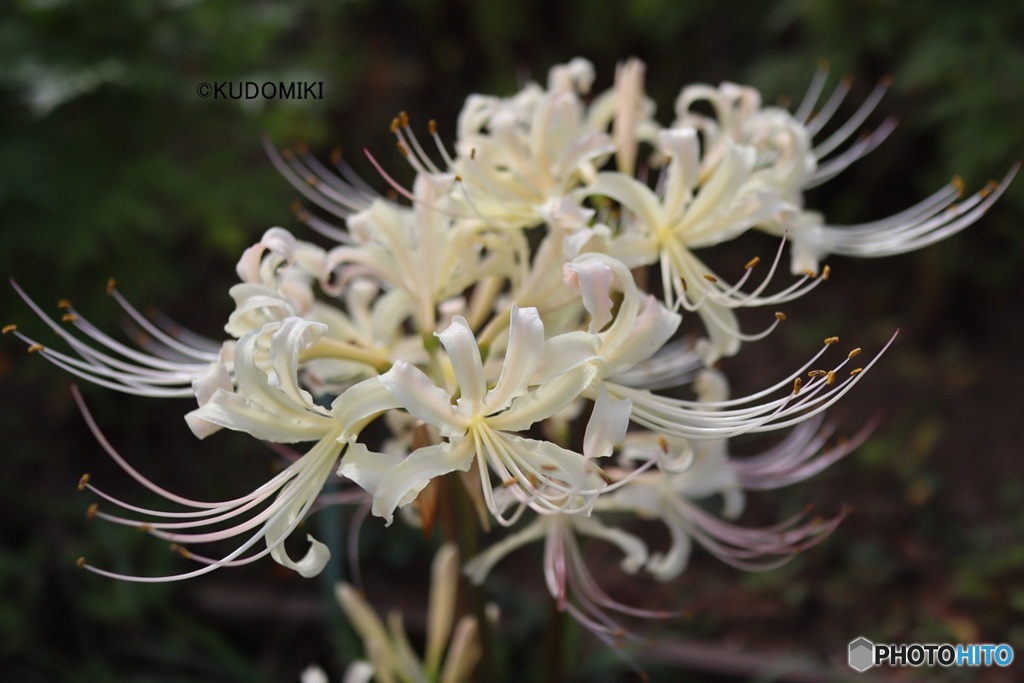 白花曼殊沙華