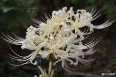 白花曼殊沙華