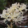 白花曼殊沙華