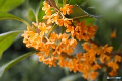 美味しそうな色と香り