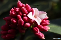 沈丁花はじまる