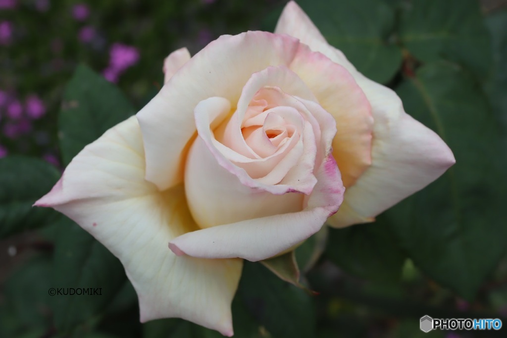 薔薇らしい形