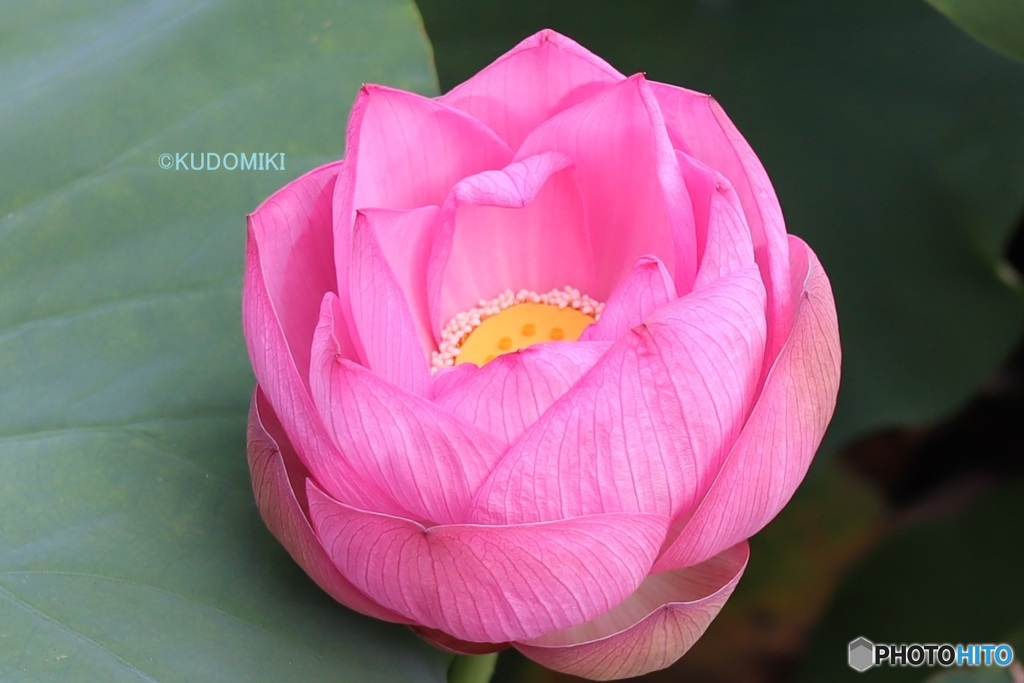 蓮の花