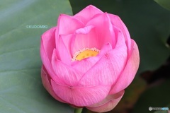 蓮の花
