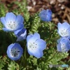 公園の花壇で