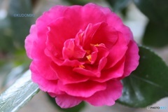 どこでも咲いてる寒椿