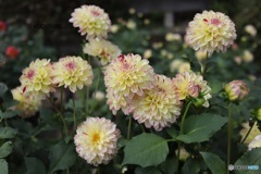 見ごろのダリア園