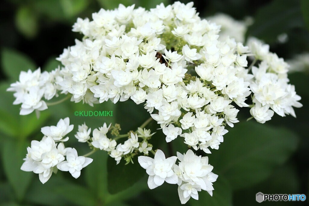 紫陽花