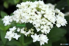 紫陽花