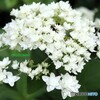 紫陽花