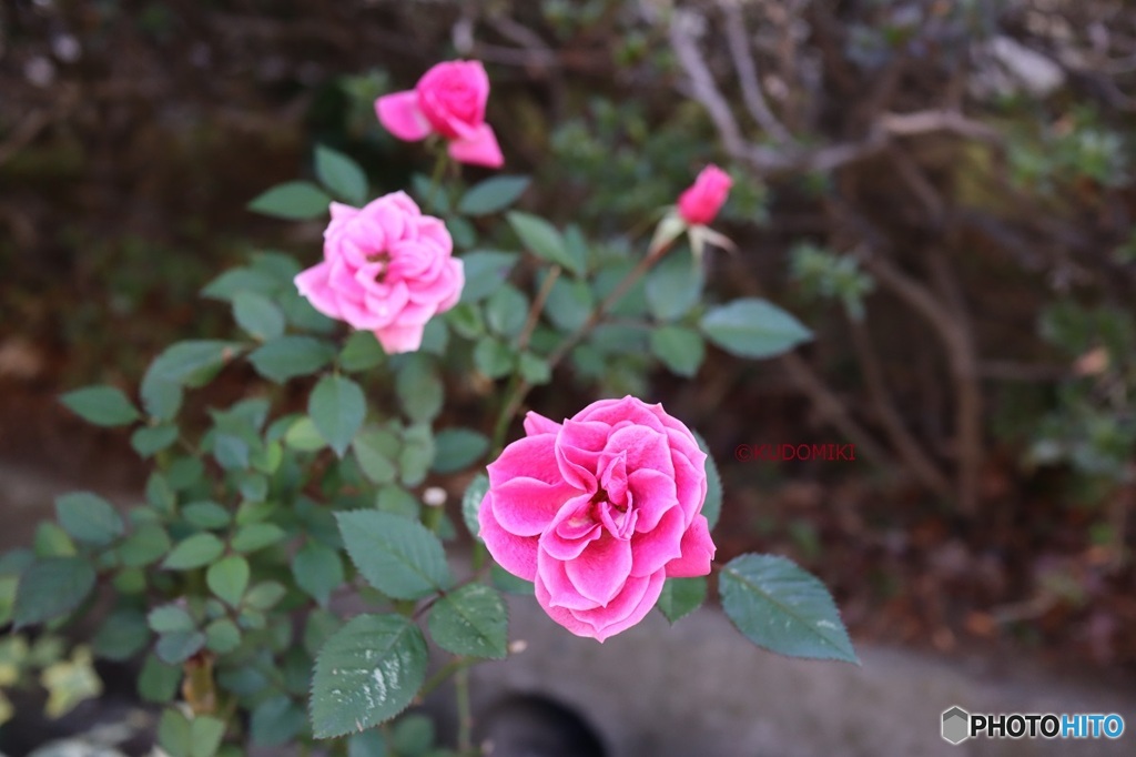真冬のミニ薔薇