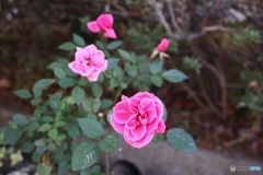 真冬のミニ薔薇
