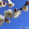たくさん花が付いた枝