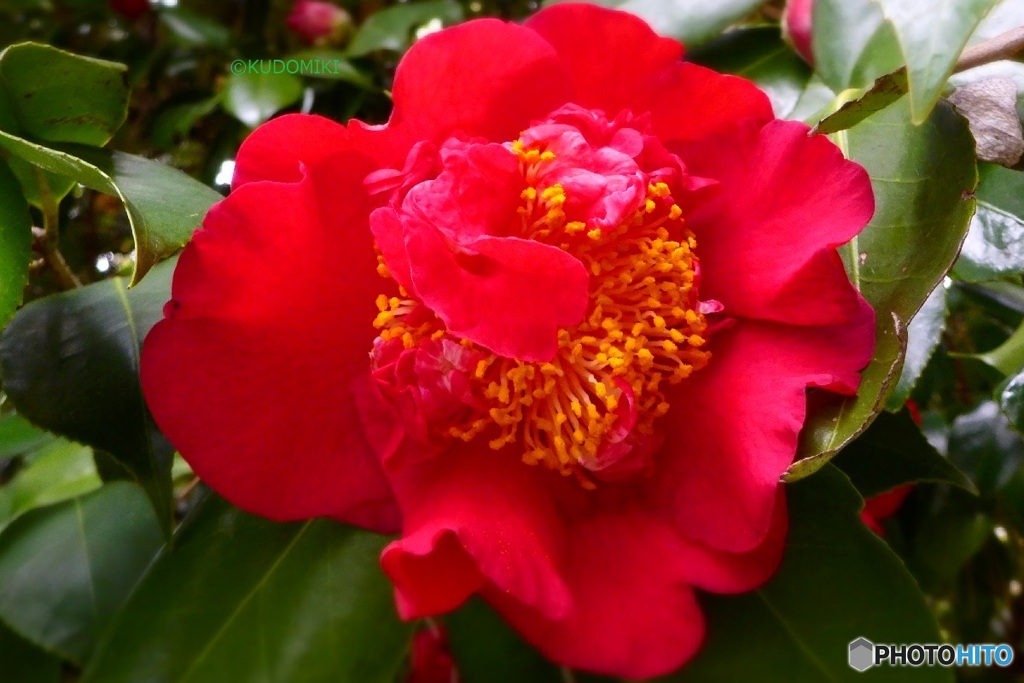 紅荒獅子に似ている