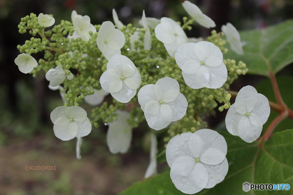 柏葉紫陽花