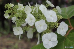 柏葉紫陽花