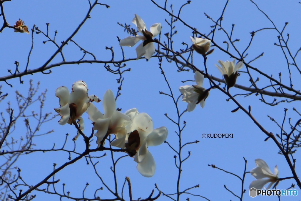 左下モクレン、右上コブシ