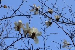 左下モクレン、右上コブシ