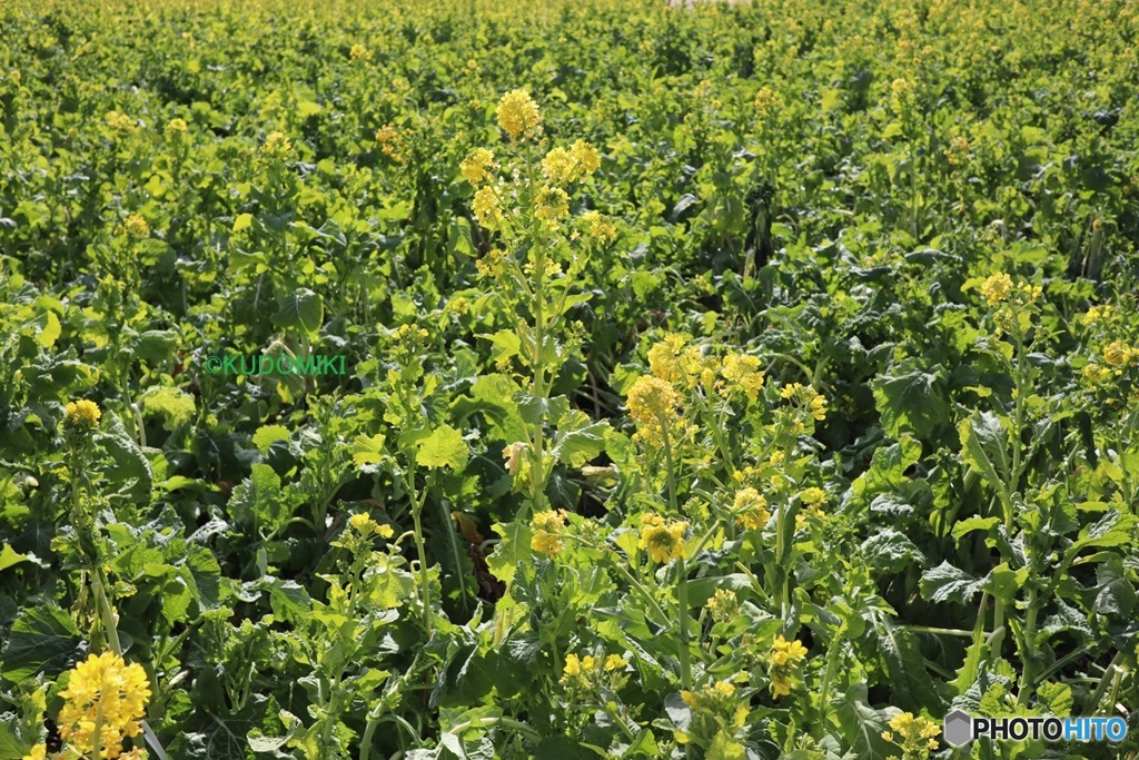 菜の花畑