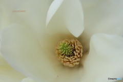 木蓮