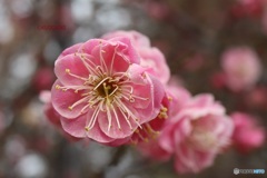 梅の花