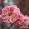 梅の花