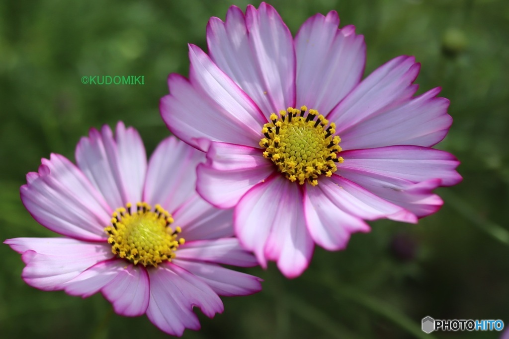 お揃いのコスモス二輪