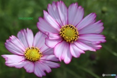 お揃いのコスモス二輪