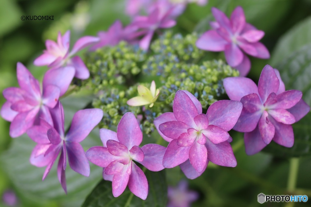 美しい額紫陽花