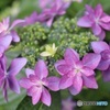 美しい額紫陽花