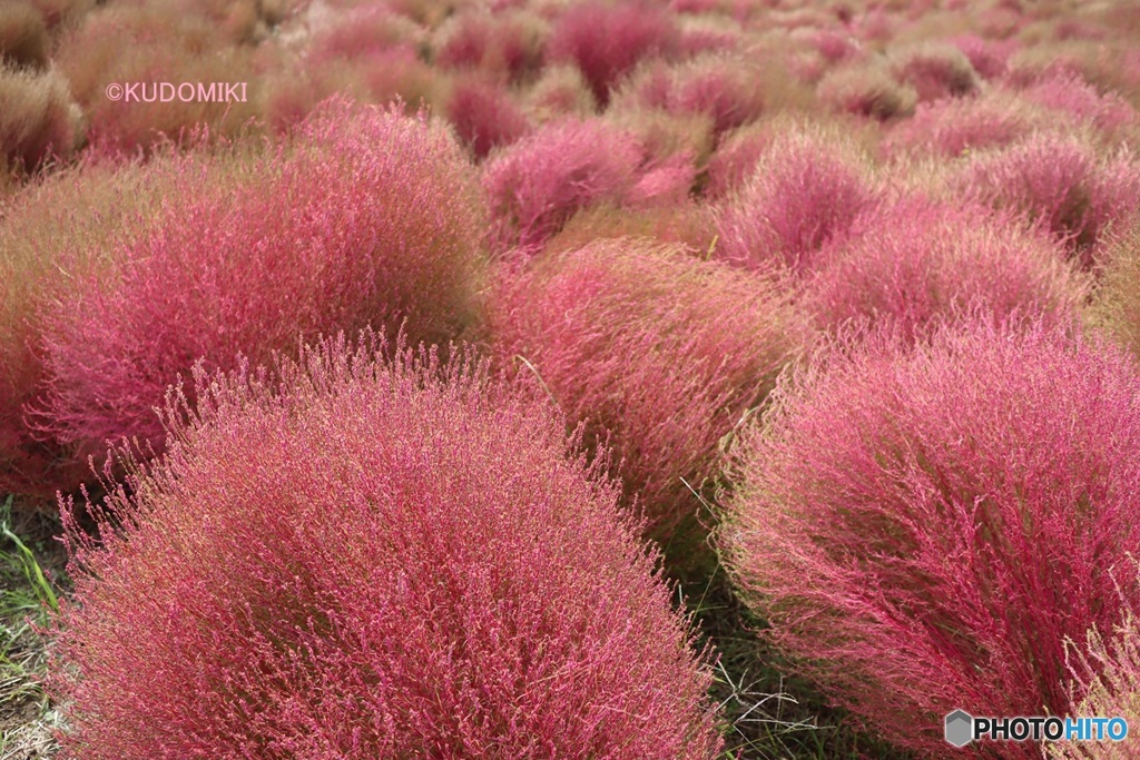 茶色くなってきたコキア