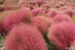 茶色くなってきたコキア