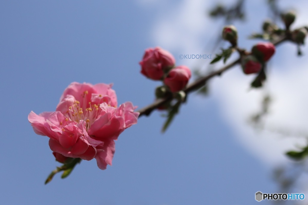 枝先の花桃