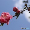 枝先の花桃
